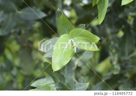Southern blue gum Southern blue gum 118495772