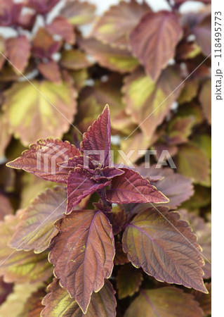 Painted nettle 118495773