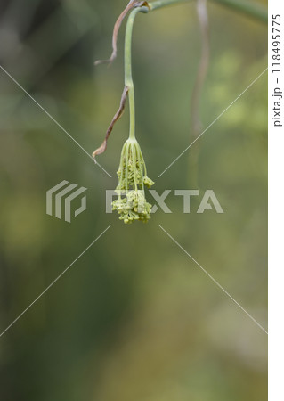 Common fennel 118495775