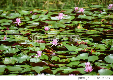 スイレン（睡蓮） 118495885
