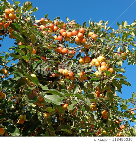 Red small apples on the branches of a tree 118496030