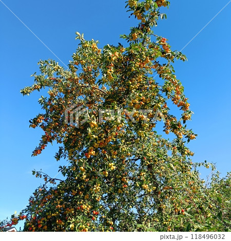 Red small apples on the branches of a tree 118496032