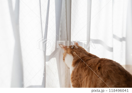 窓から外を眺める猫 茶トラ白 窓から外を眺める猫 茶トラ白 118496041