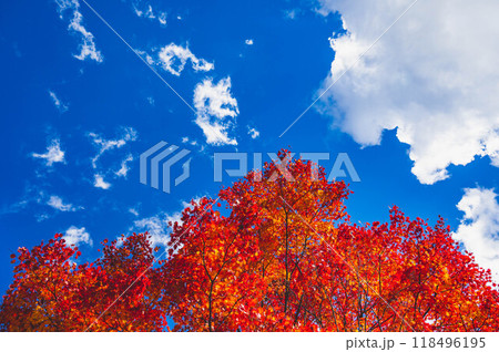 青空と真っ赤に染まった大カエデ 青空と真っ赤に染まった大カエデ 118496195