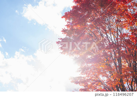 光芒がかかる秋の大カエデ 乗鞍高原 光芒がかかる秋の大カエデ 乗鞍高原 118496207