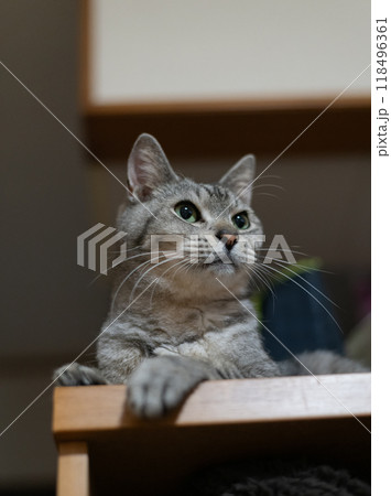 見つめる猫　サバトラ猫 118496361