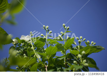 5月17日(2024)梅花空木の蕾、膨らむ。花言葉は「気品」「回想」「香気」。 118496416