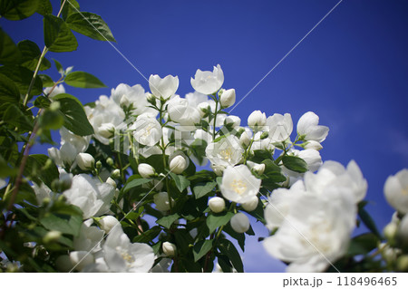 5月24日(2024)梅花空木の花、満開。芳香漂う。花言葉は「気品」「回想」「香気」。 118496465