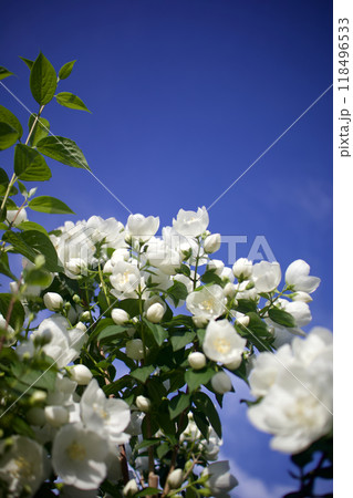 5月24日(2024)梅花空木の花、満開。芳香漂う。花言葉は「気品」「回想」「香気」。 5月24日(2024)梅花空木の花、満開。芳香漂う。花言葉は「気品」「回想」「香気」。 118496533