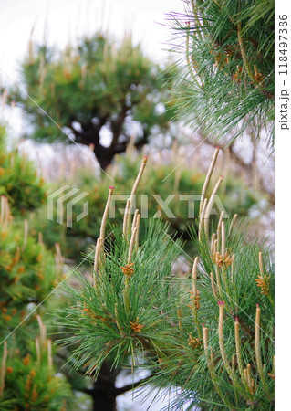 松の花 118497386