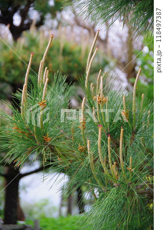 松の花 118497387