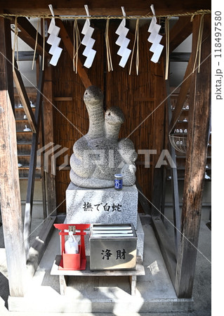 蛇窪神社の撫で白蛇 蛇窪神社の撫で白蛇 118497580
