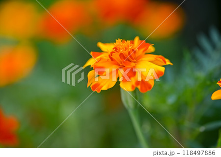 マリーゴールド 118497886