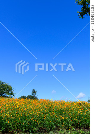 宮城 初秋 やくらいガーデン 宮城 初秋 やくらいガーデン 118498188