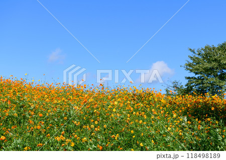 宮城　初秋 やくらいガーデン 118498189