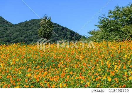 宮城　初秋 やくらいガーデン 118498190