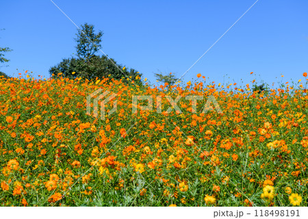 宮城　初秋 やくらいガーデン 118498191