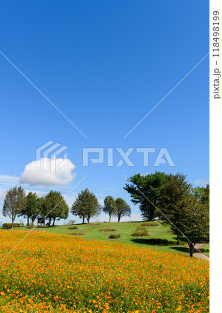 宮城 初秋 やくらいガーデン 宮城 初秋 やくらいガーデン 118498199