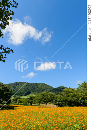 宮城 初秋 やくらいガーデン 宮城 初秋 やくらいガーデン 118498202