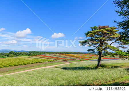 宮城　初秋 やくらいガーデン 118498203