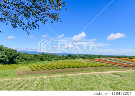 宮城　初秋 やくらいガーデン 118498204