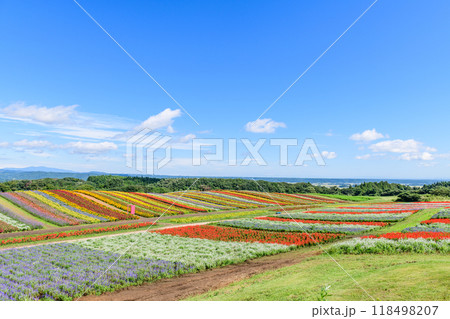 宮城 初秋 やくらいガーデン 宮城 初秋 やくらいガーデン 118498207