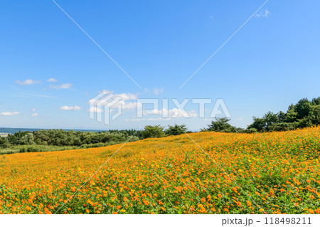 宮城　初秋 やくらいガーデン 118498211