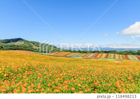 宮城 初秋 やくらいガーデン 宮城 初秋 やくらいガーデン 118498213