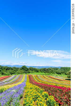 宮城　初秋 やくらいガーデン 118498216