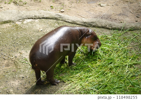 little pygmy hippo named Moo Deng  Khao Kheow Open Zoo in Chonburi Thailand 118498255