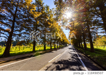 滋賀県　紅葉したメタセコイア並木 118498507