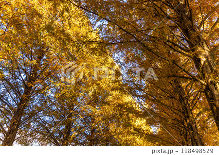 滋賀県　紅葉したメタセコイア並木 118498529