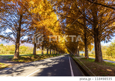 滋賀県　紅葉したメタセコイア並木 118498535