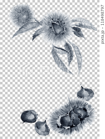 水彩で描いた毬栗と栗のブルートーンのフレームイラスト【手描き】白バック コピースペースあり 118498797