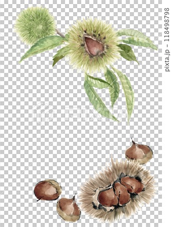 Watercolor chestnut and chestnut frame illustration [hand-drawn] on white background with copy space 118498798