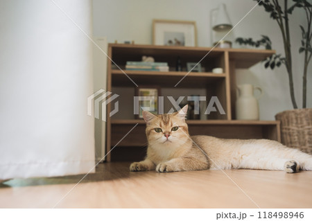 pet care concept with british cat sleep in living room pet care concept with british cat sleep in living room 118498946