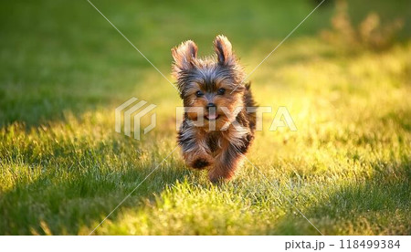 芝生の上を走っているヨークシャーテリアの子犬 118499384