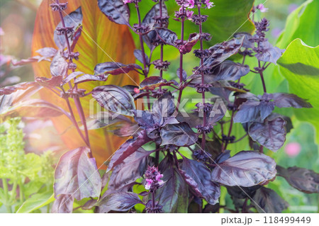 Violet Basil in farming and harvest. Basil is growing in rustic garden. Growing spices. Herb garden. 118499449