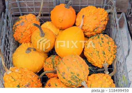 Decorative pumpkins are sold at the local market. Thanksgiving decor with pumpkins in a garden. Pumpkins with rural decor on haystack. Halloween symbols. Decorative pumpkins are sold at the local market. Thanksgiving decor with pumpkins in a garden. Pumpkins with rural decor on haystack. Halloween symbols. 118499450