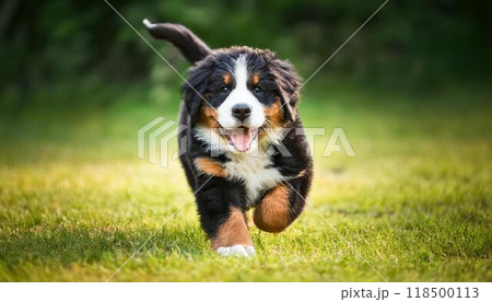 芝生の上を走っているバーニーズ・マウンテン・ドッグの子犬 118500113