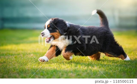 芝生の上を走っているバーニーズ・マウンテン・ドッグの子犬 118500115