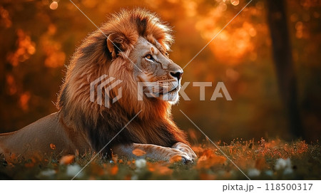 Lion resting peacefully at sunset in the savanna 118500317