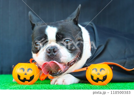 可愛く見つめるハロウィンのボストンテリア♡マイティ君 可愛く見つめるハロウィンのボストンテリア♡マイティ君 118500383