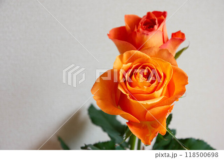 オレンジ色のばら 118500698