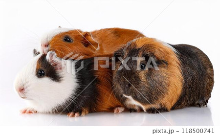 モルモットのポートレート 118500741