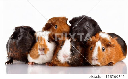 モルモットのポートレート 118500742