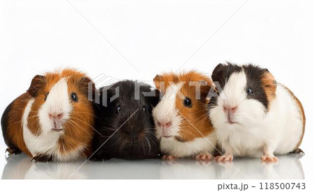 モルモットのポートレート モルモットのポートレート 118500743
