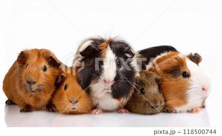モルモットのポートレート 118500744