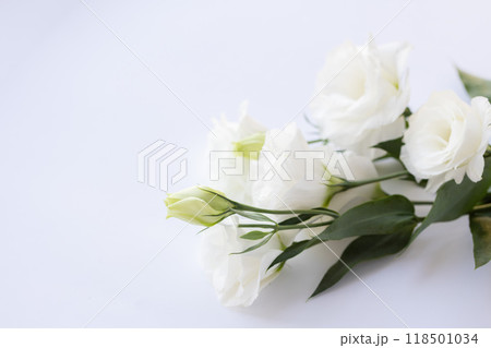 White eustoma flowers on a white background. White eustoma flowers on a white background. 118501034