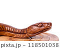 Wooden snake figure isolated on white background. Chinese zodiac concept for new year 2025 118501038